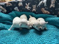 chłopcy - 2 tygodnie